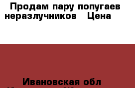 Продам пару попугаев неразлучников › Цена ­ 4 000 - Ивановская обл., Иваново г. Животные и растения » Птицы   